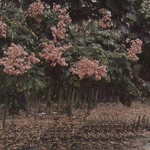 唐校长罗莉金选
